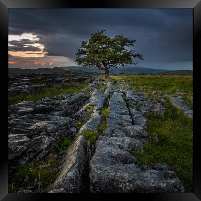 Lone Tree at Sunrise in the Yorkshire Dales Framed Print by George Robertson