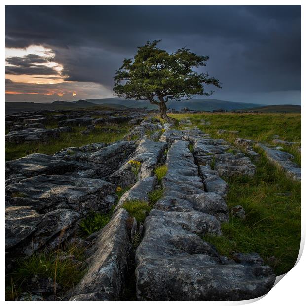 Lone Tree at Sunrise in the Yorkshire Dales Print by George Robertson