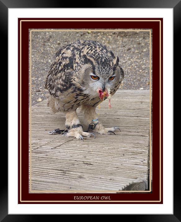 European Owl Eating A Chick Framed Mounted Print by kelly Draper