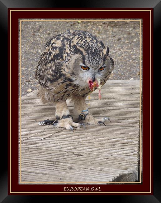 European Owl Eating A Chick Framed Print by kelly Draper
