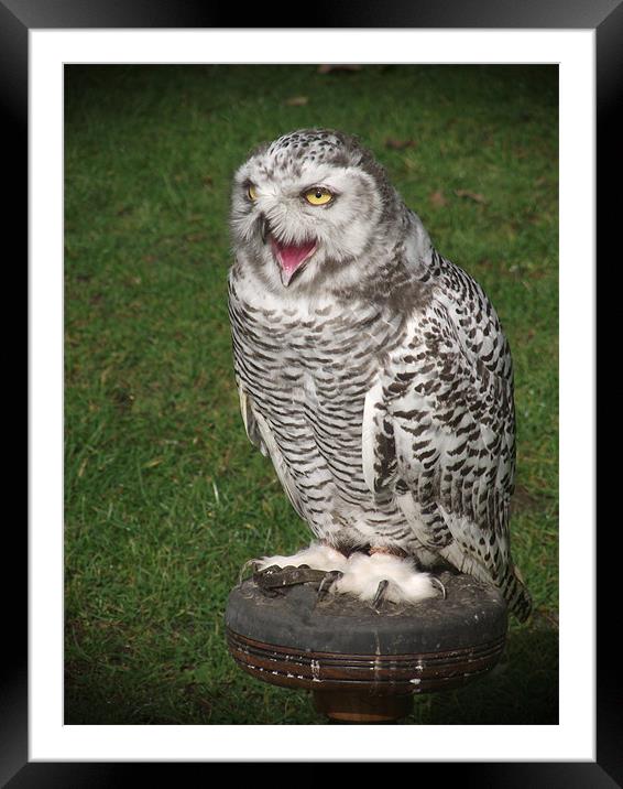 Baby Snowy owl Framed Mounted Print by kelly Draper