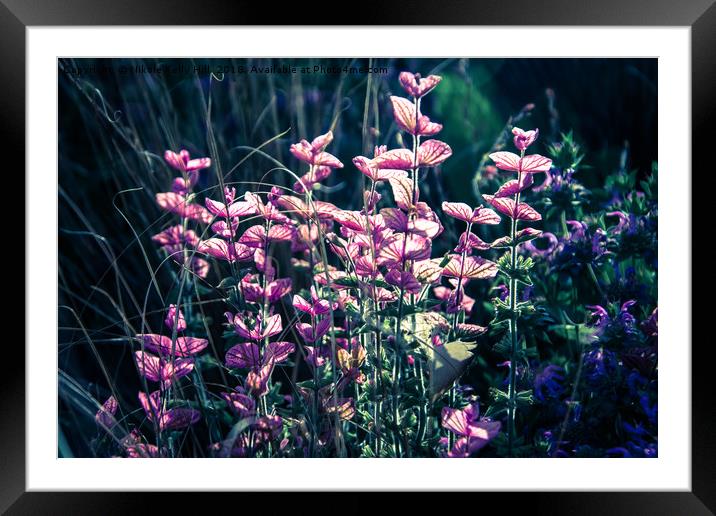 Calluna vulgaris flowers close up	 Framed Mounted Print by NKH10 Photography