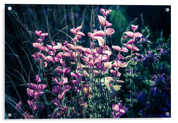 Calluna vulgaris flowers close up	 Acrylic by NKH10 Photography