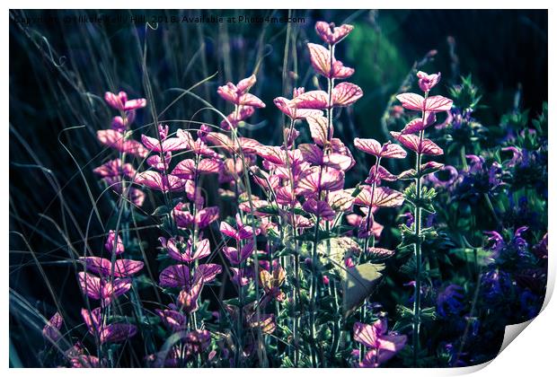 Calluna vulgaris flowers close up	 Print by NKH10 Photography