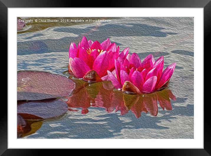 Enchanting Pink Water Lilies Framed Mounted Print by Chris Thaxter