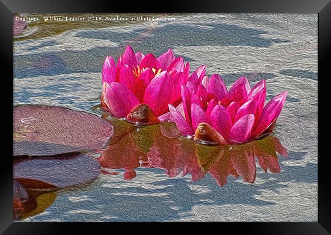 Enchanting Pink Water Lilies Framed Print by Chris Thaxter