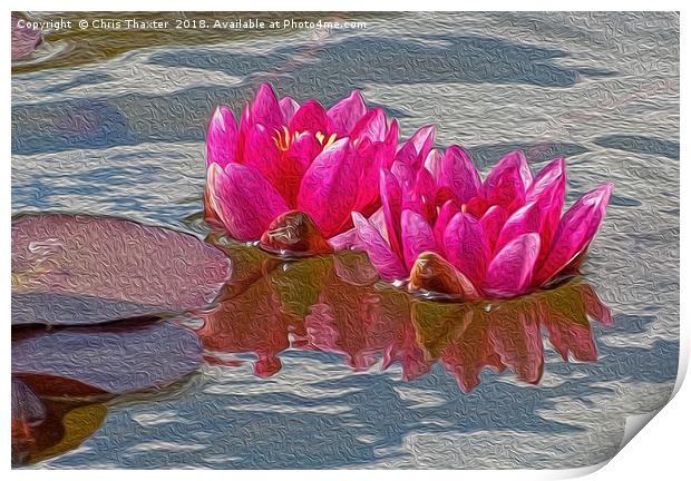 Enchanting Pink Water Lilies Print by Chris Thaxter