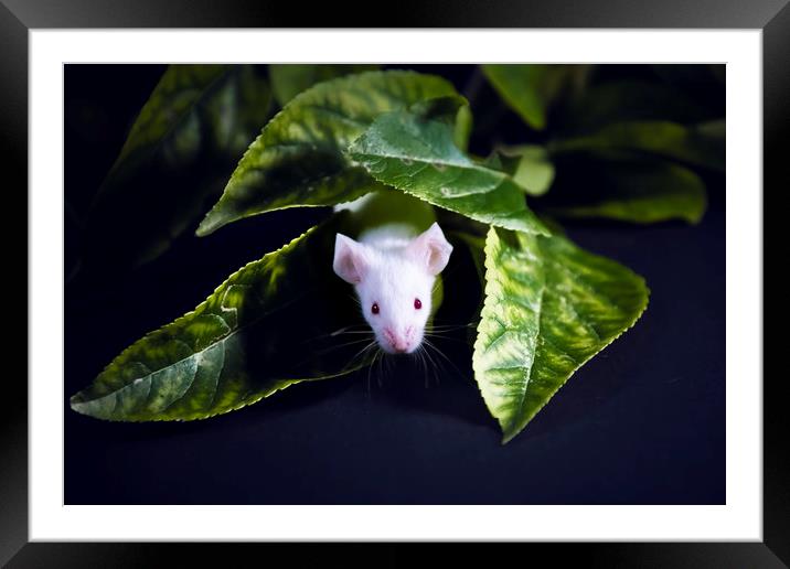 Little Mouse Framed Mounted Print by Svetlana Sewell