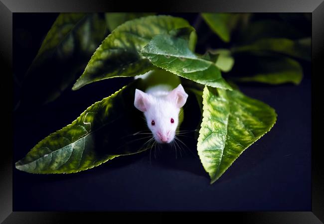 Little Mouse Framed Print by Svetlana Sewell