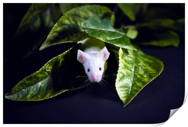 Little Mouse Print by Svetlana Sewell