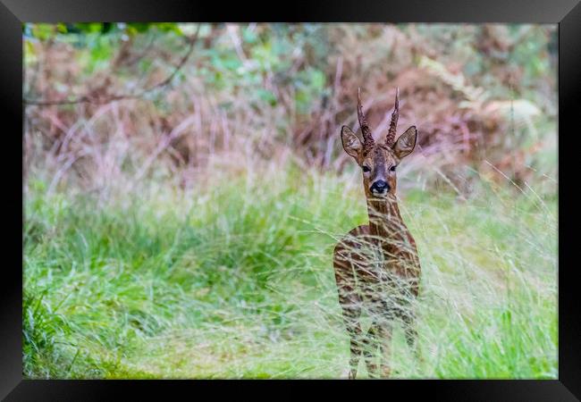 Male Deer Framed Print by David Martin