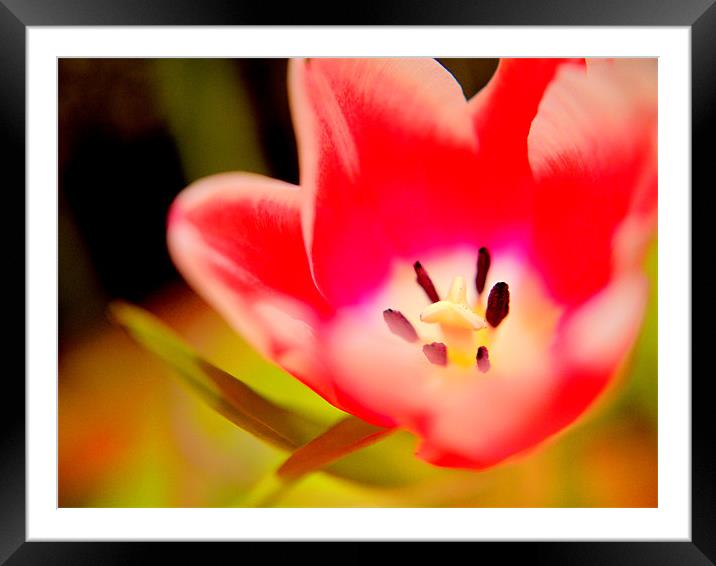 Tulip Time Framed Mounted Print by Louise Godwin
