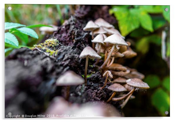 Fungi at Calderwood Acrylic by Douglas Milne