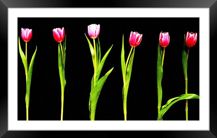 The Tulip 6 Framed Mounted Print by Louise Godwin