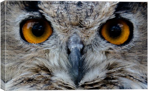 Golden-eyed Guardian Canvas Print by John Hastings