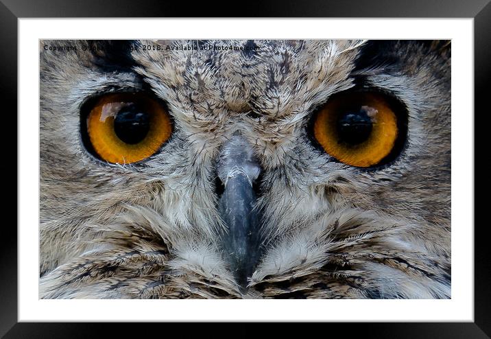 Golden-eyed Guardian Framed Mounted Print by John Hastings