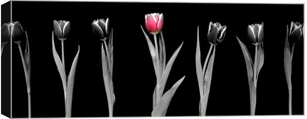 Pink Tulip Canvas Print by Louise Godwin