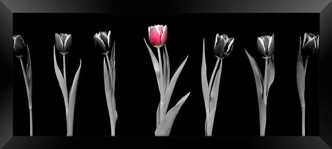 Pink Tulip Framed Print by Louise Godwin