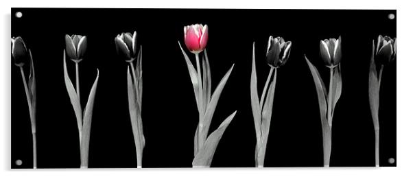 Pink Tulip Acrylic by Louise Godwin