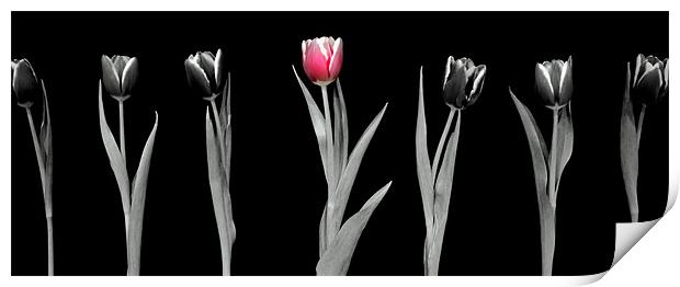 Pink Tulip Print by Louise Godwin