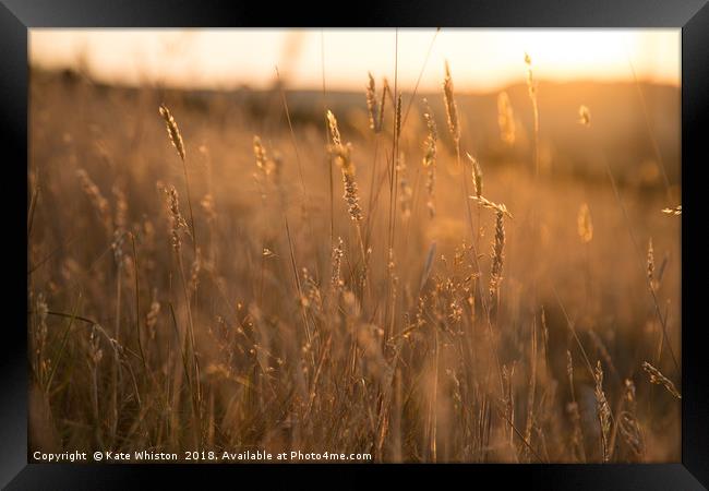 Golden Hour Meadow Framed Print by Kate Whiston