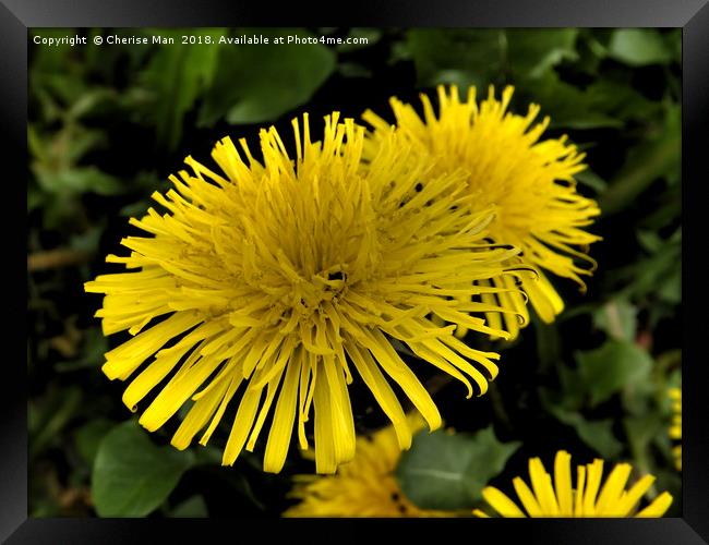 Yellow dandelion flowers framed photo print Framed Print by Cherise Man