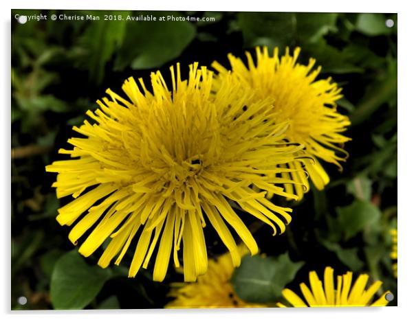 Yellow dandelion flowers framed photo print Acrylic by Cherise Man