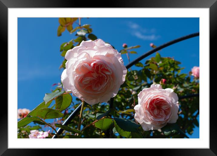 Pink roses Framed Mounted Print by Linda Cooke