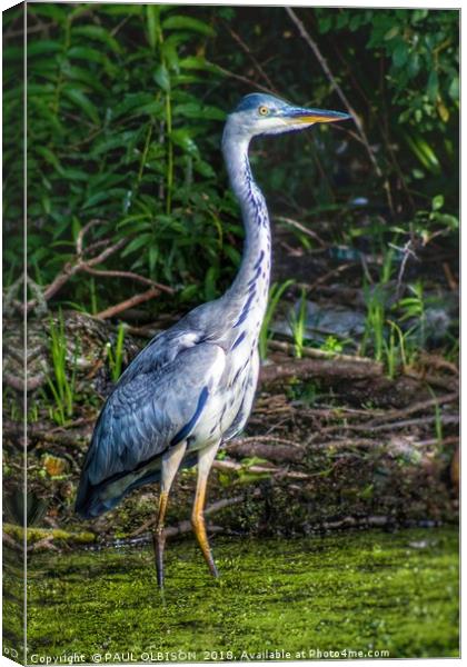 Heron Canvas Print by PAUL OLBISON