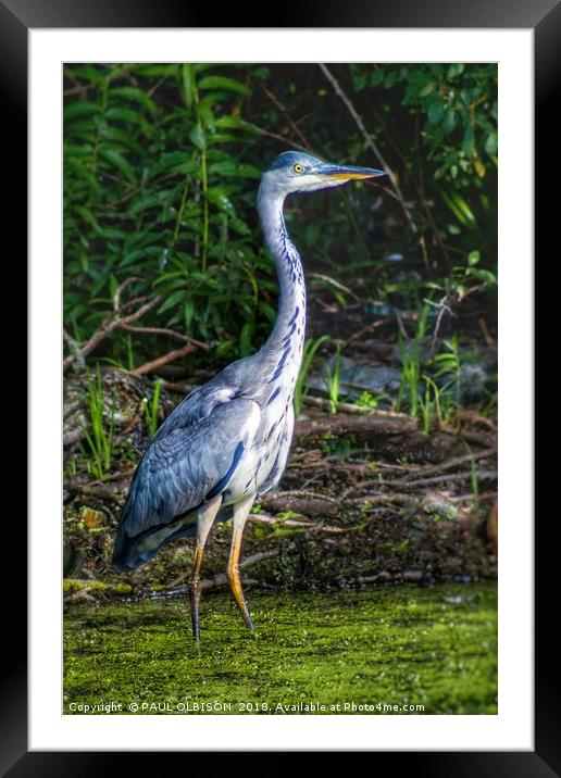 Heron Framed Mounted Print by PAUL OLBISON