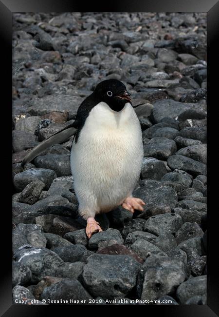 Adelie penguin Framed Print by Rosaline Napier
