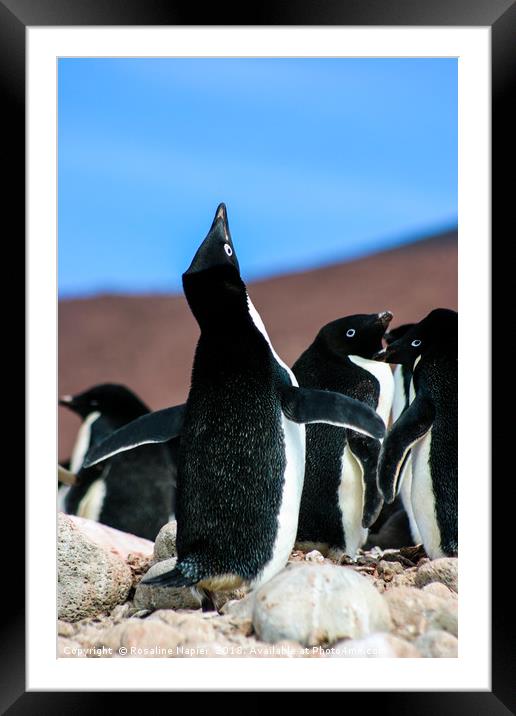 Penguin mating call Framed Mounted Print by Rosaline Napier