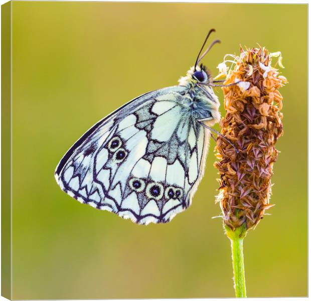 Marbled White Butterfly Canvas Print by Lee Thorne