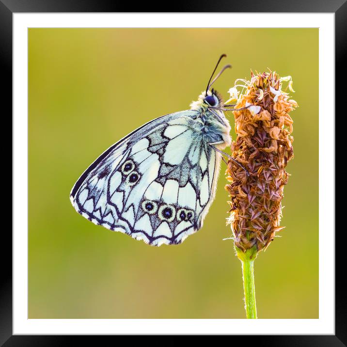 Marbled White Butterfly Framed Mounted Print by Lee Thorne