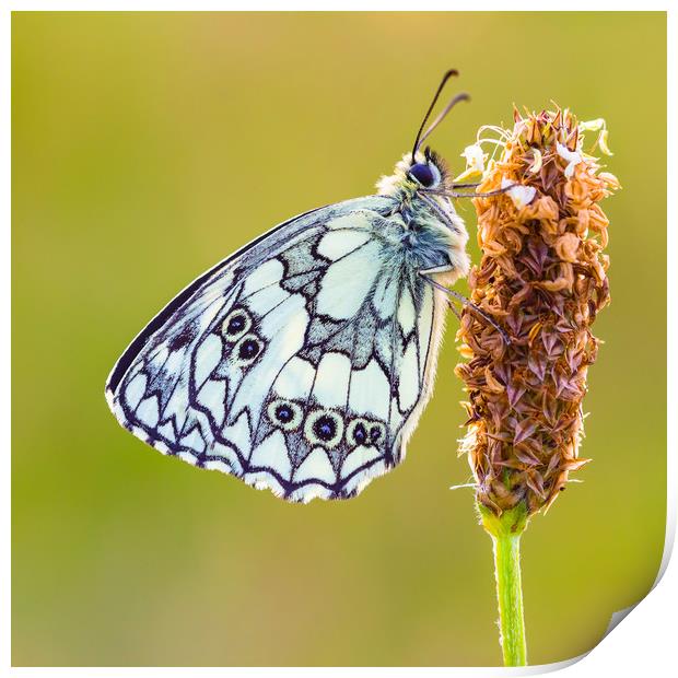 Marbled White Butterfly Print by Lee Thorne