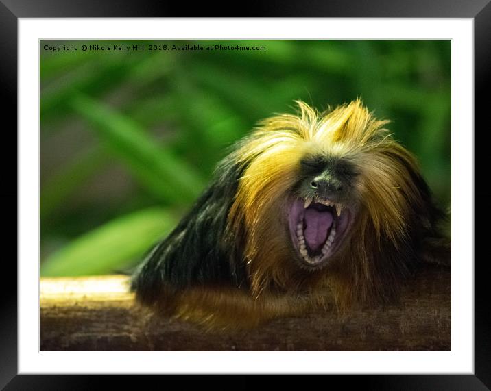 Monkey Things Framed Mounted Print by NKH10 Photography