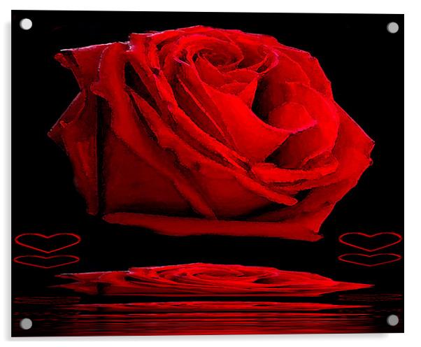 Red Rose Acrylic by Ian Jeffrey