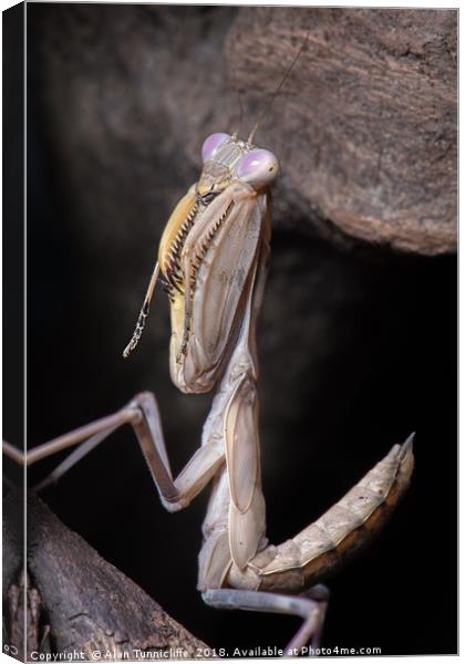 Close up of a mantis Canvas Print by Alan Tunnicliffe