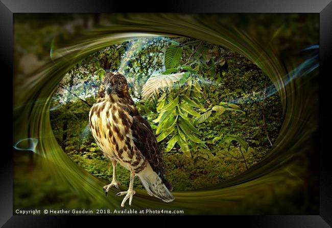 Falcon'sHaunt Framed Print by Heather Goodwin
