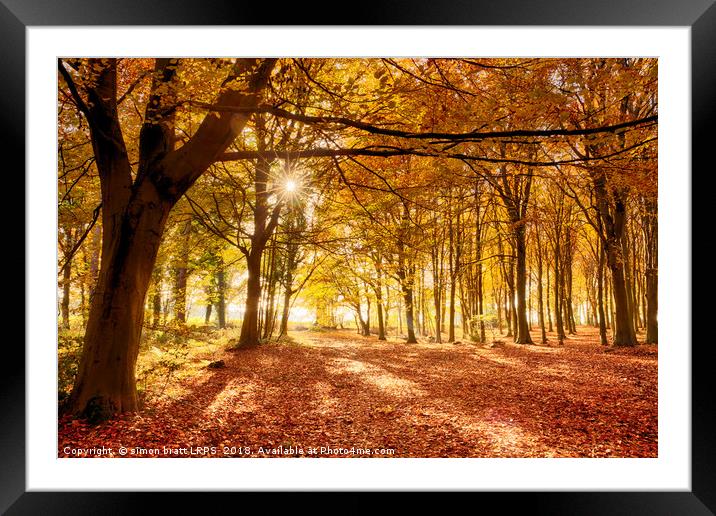 Amazing forest colours in autumn fall Framed Mounted Print by Simon Bratt LRPS