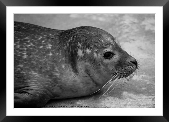 Harbour Seal  Framed Mounted Print by Carla De Pina