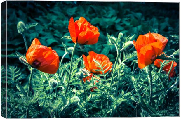 Sunlit Poppy Flowers  Canvas Print by NKH10 Photography