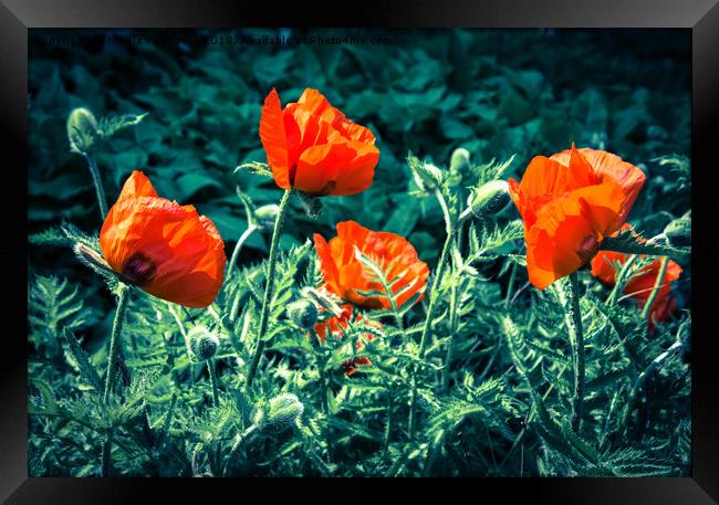 Sunlit Poppy Flowers  Framed Print by NKH10 Photography