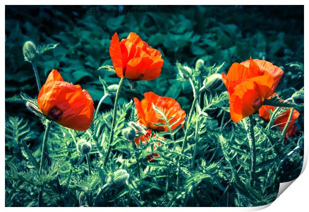 Sunlit Poppy Flowers  Print by NKH10 Photography