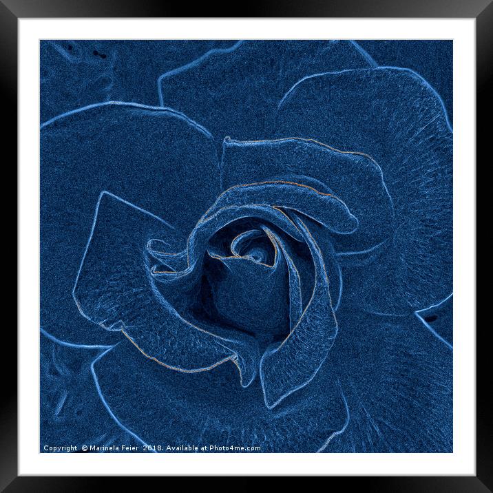 velvety blue rose Framed Mounted Print by Marinela Feier