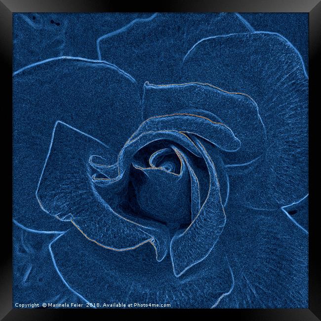 velvety blue rose Framed Print by Marinela Feier