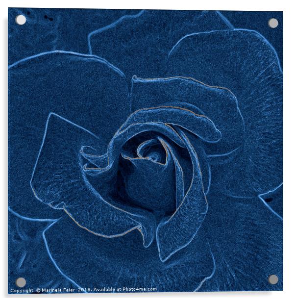 velvety blue rose Acrylic by Marinela Feier