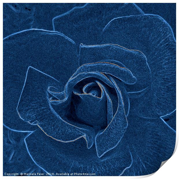 velvety blue rose Print by Marinela Feier