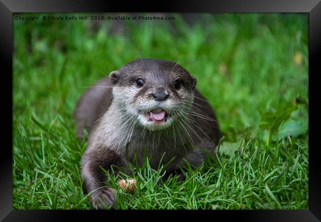 Cute otter laying on the grass Framed Print by NKH10 Photography