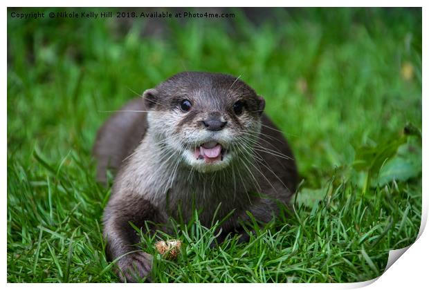 Cute otter laying on the grass Print by NKH10 Photography